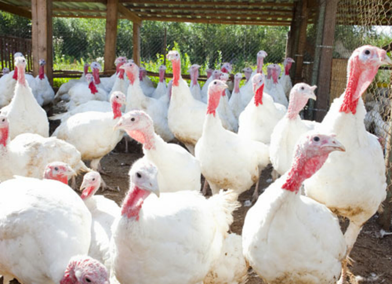 В Нидерландах из-за гриппа птиц уничтожили более 44 тысяч индеек