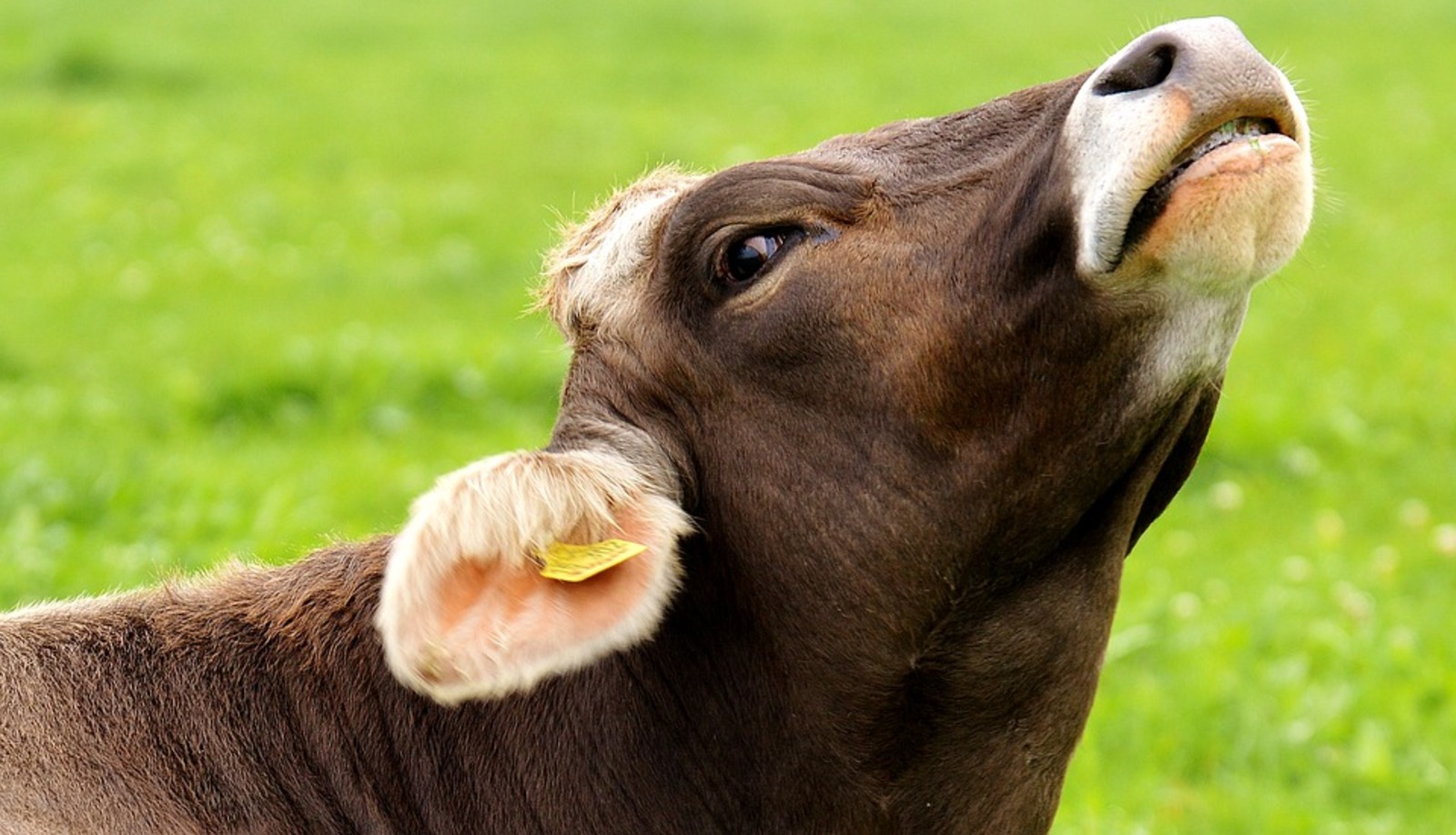 Канадские учёные доказали пользу «чесалок» для молочных коров