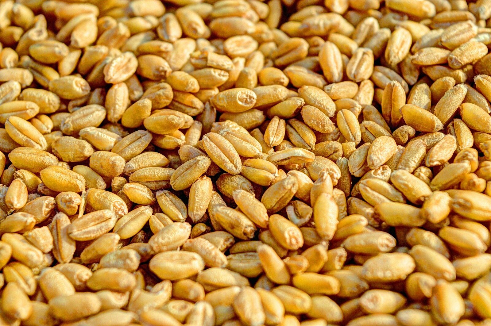 Экспортная пошлина на пшеницу повышена на 12%