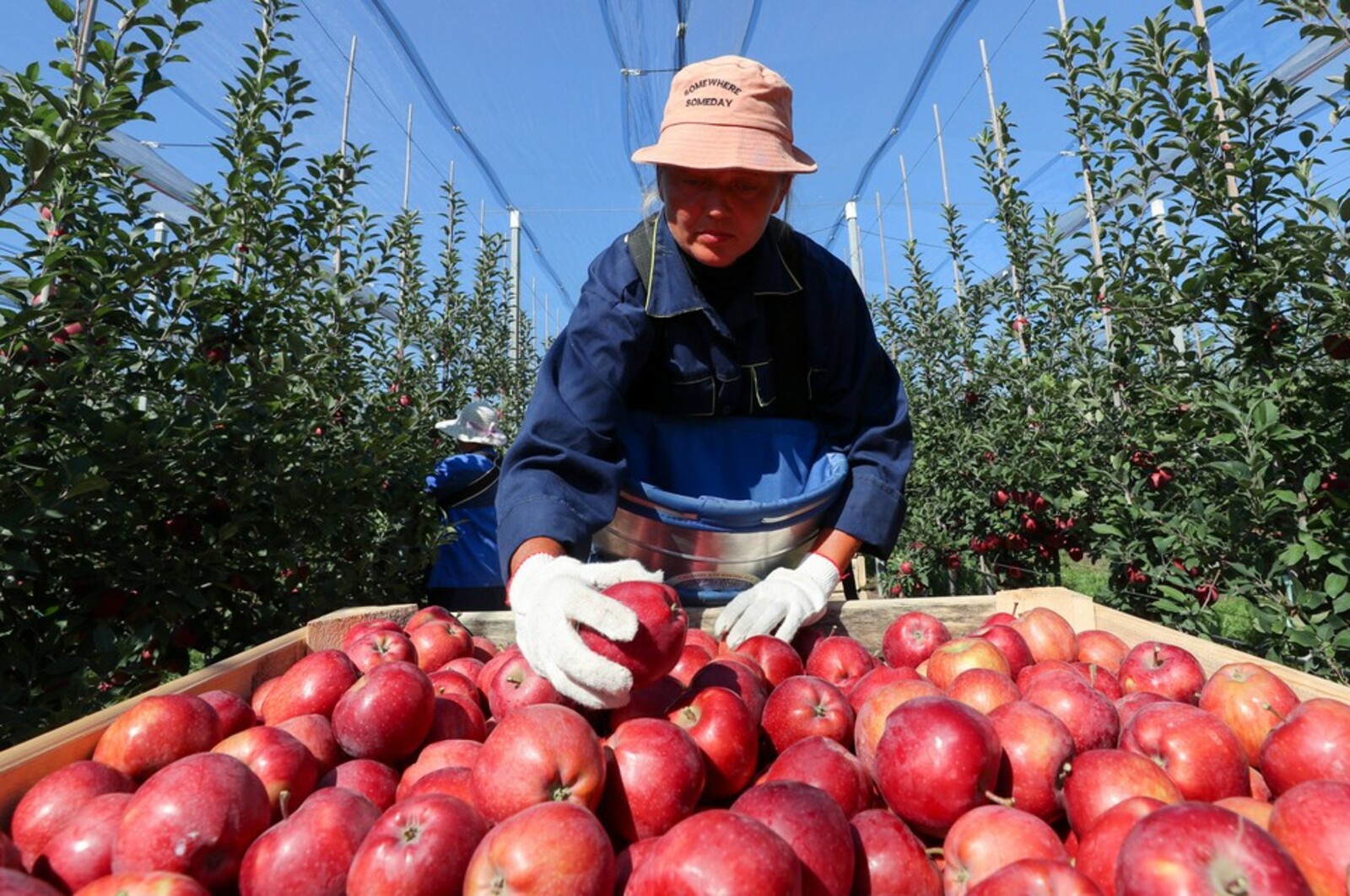 Россия может стать экспортёром яблок