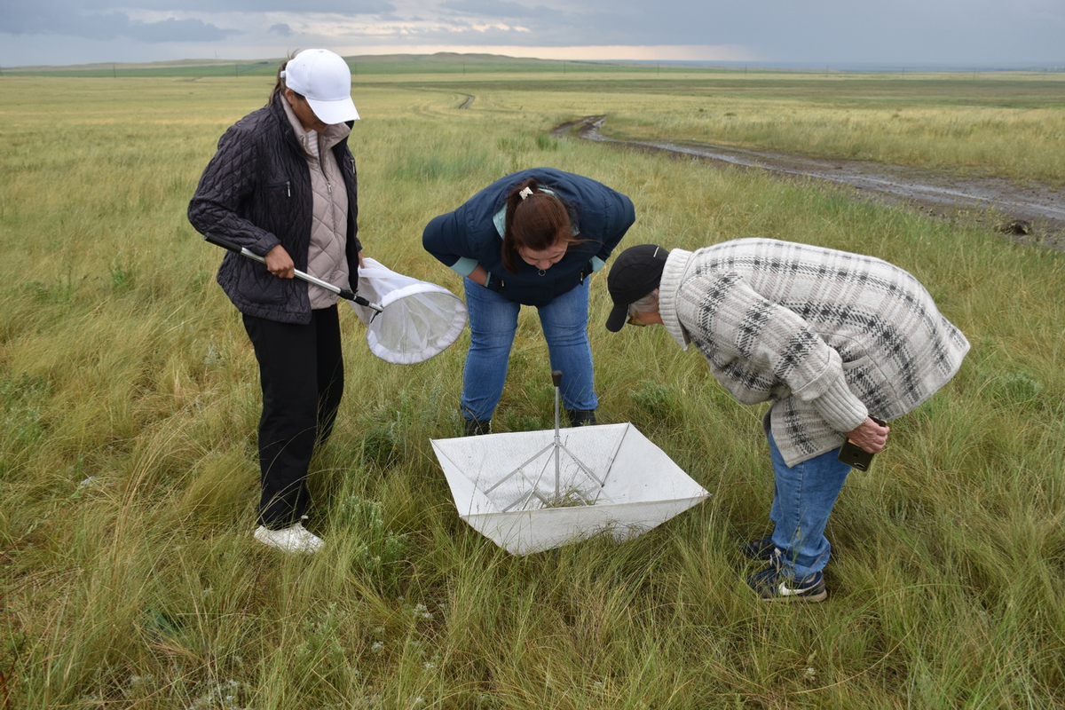 На юге и севере Башкирии провели мониторинг саранчовых вредителей