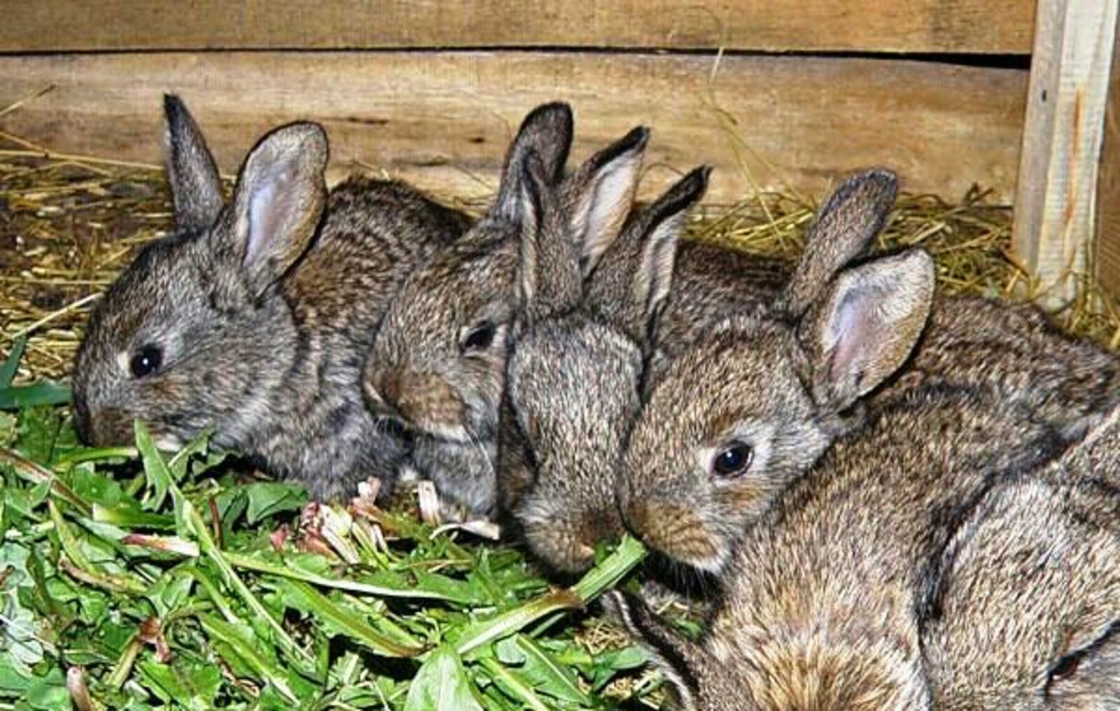 Отсадка молодняка кроликов