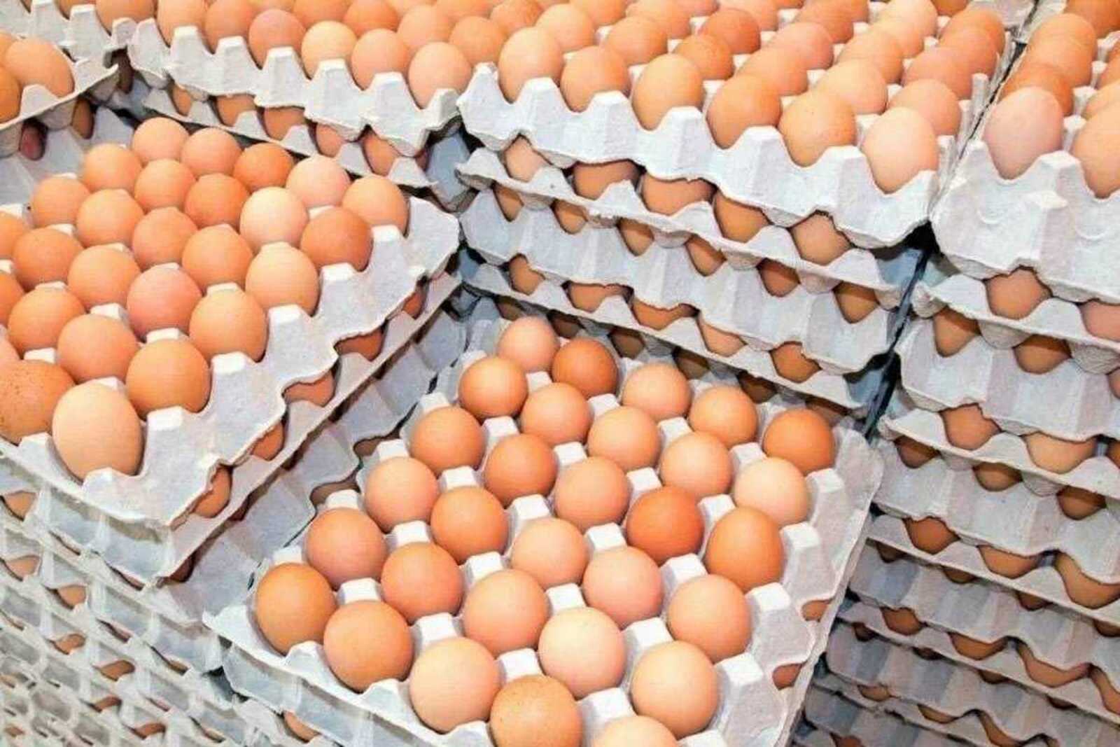 Власти Казахстана ввели временный запрет на импорт куриных яиц