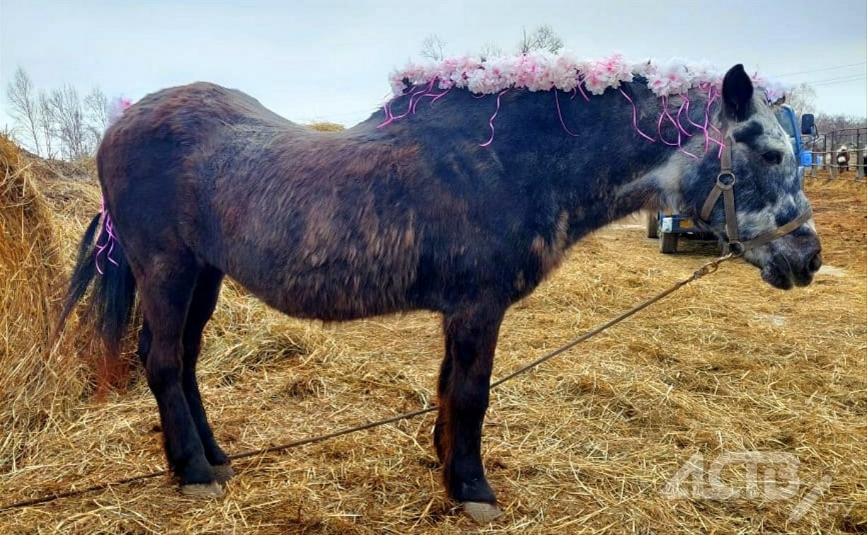 На Сахалине лошадь-рекордсменка отметила 50-летие