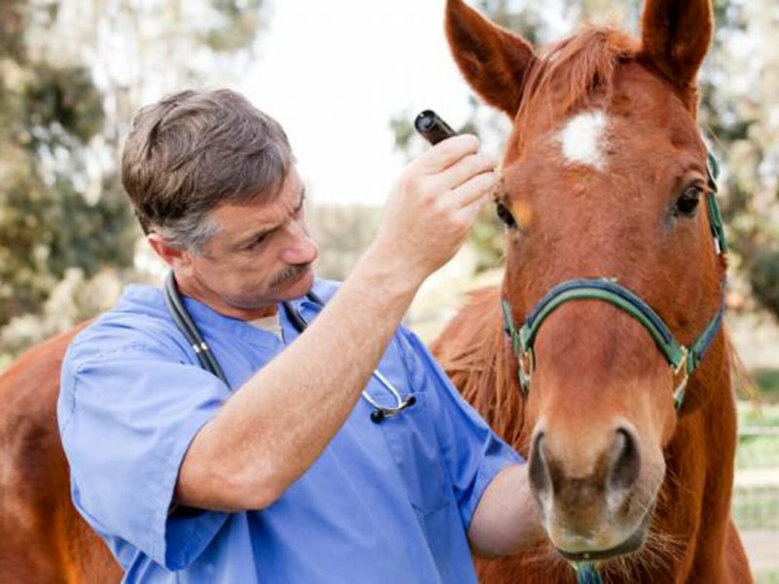Новые ветеринарные правила по инфекционной анемии лошадей