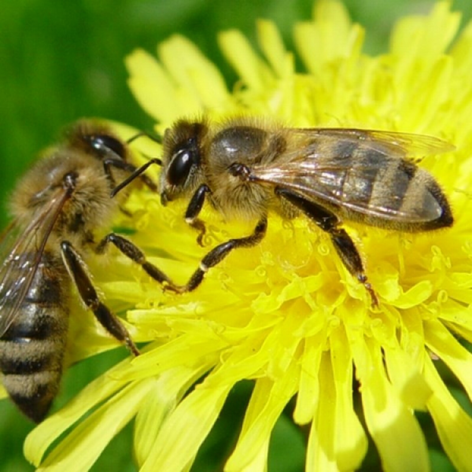 Пчеловодам Башкортостана рассказали о селекции и болезнях пчёл