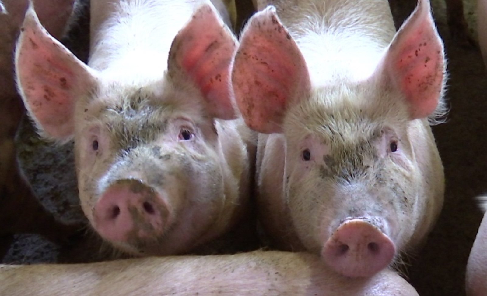 Производство свиней в России превысит 5,5 млн тонн в живом весе
