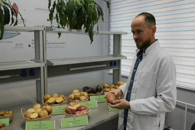 Российские учёные вывели морозоустойчивые сорта картофеля