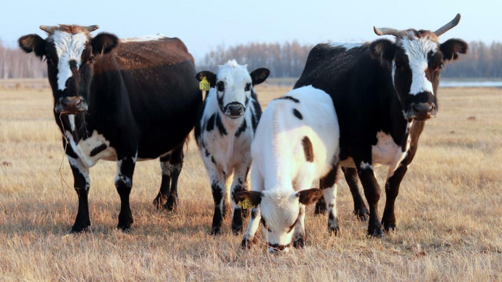 В Якутии создадут клон коровы якутской аборигенной породы