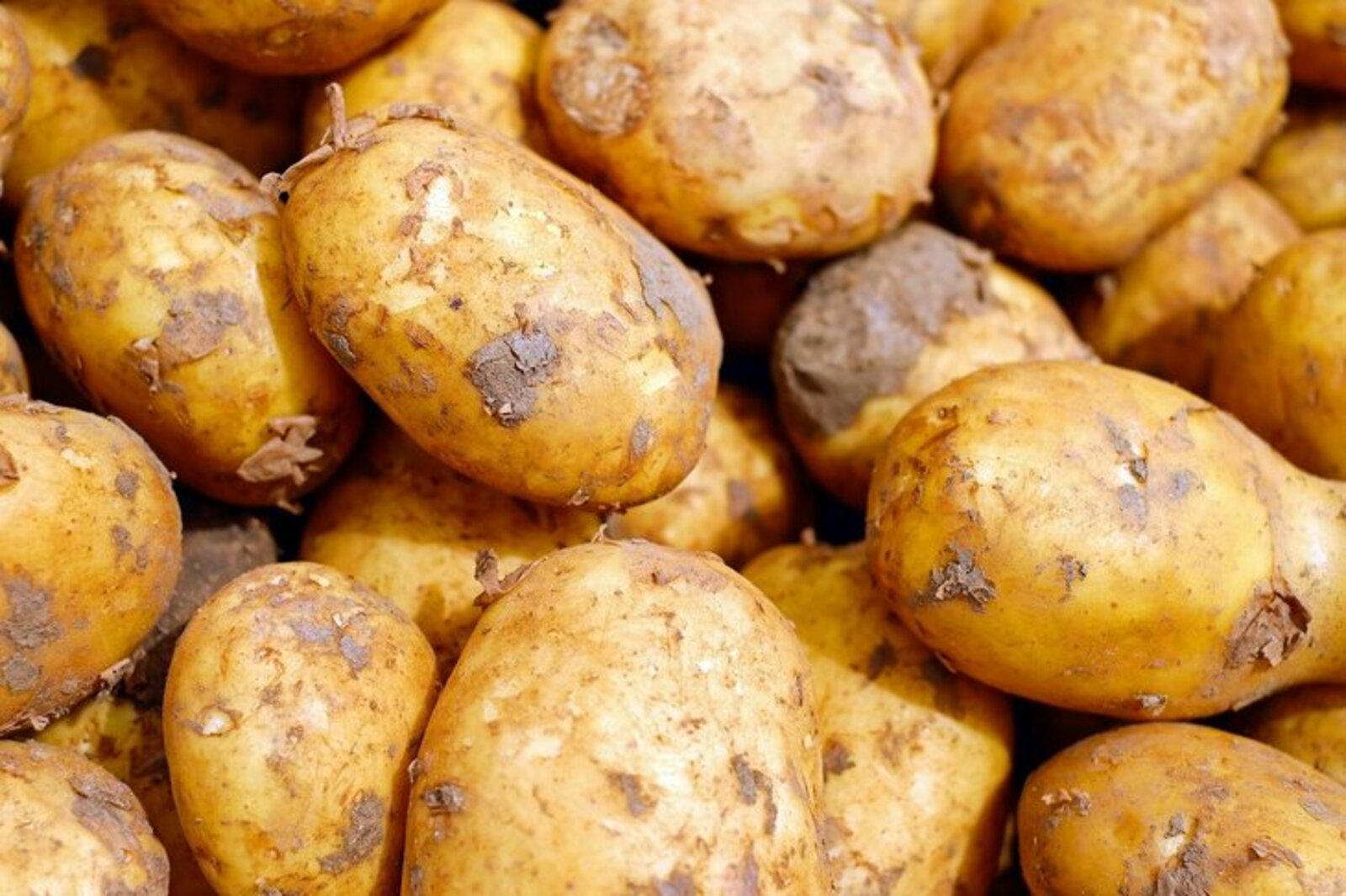 В Швейцарии в 2022 году перейдут на раннюю посадку картофеля