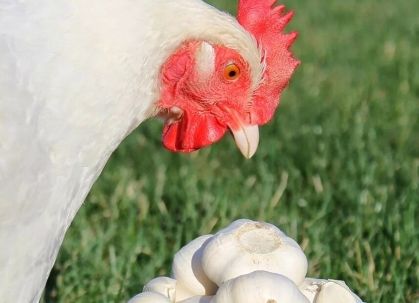 Полезен ли чеснок цыплятам и курам?