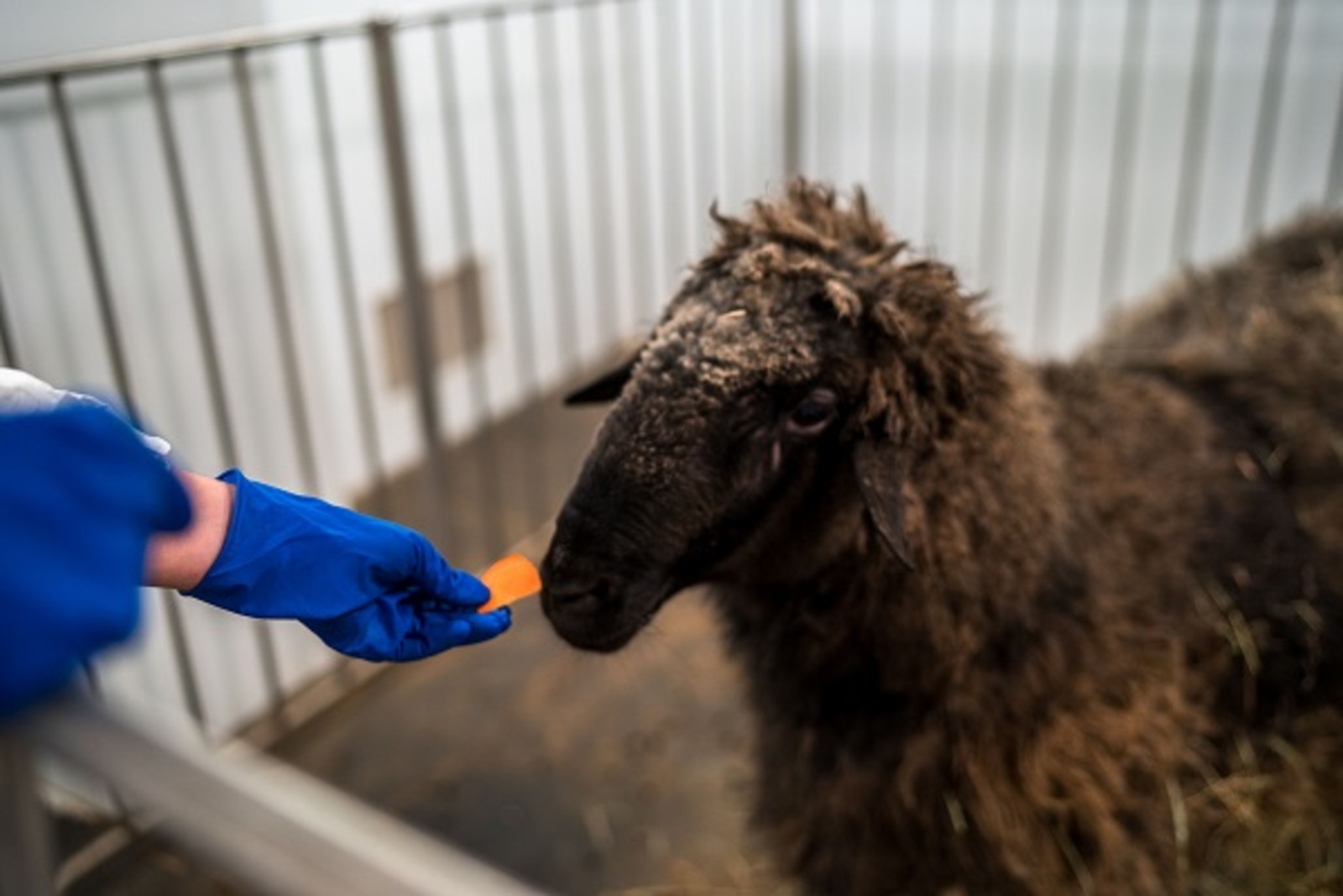 Новые ветеринарные правила по оспе овец и оспе коз в России