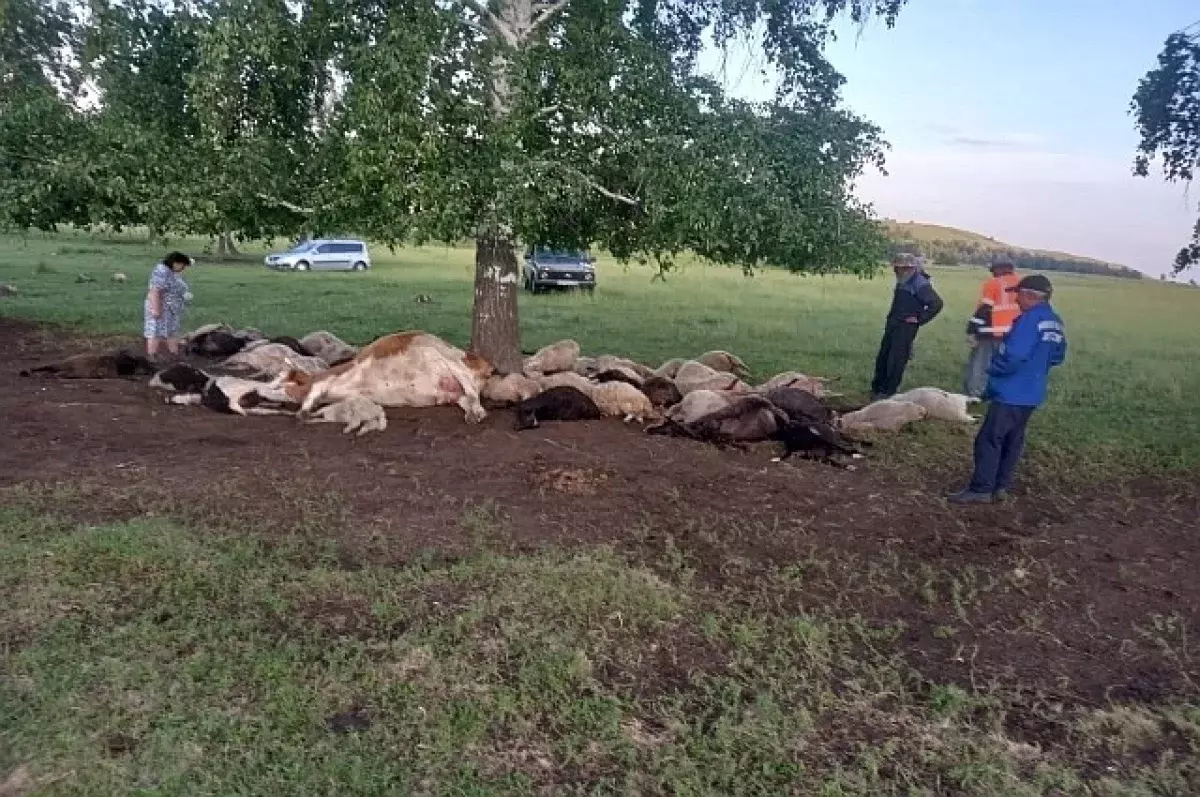 В Башкирии молнией убило стадо овец и корову