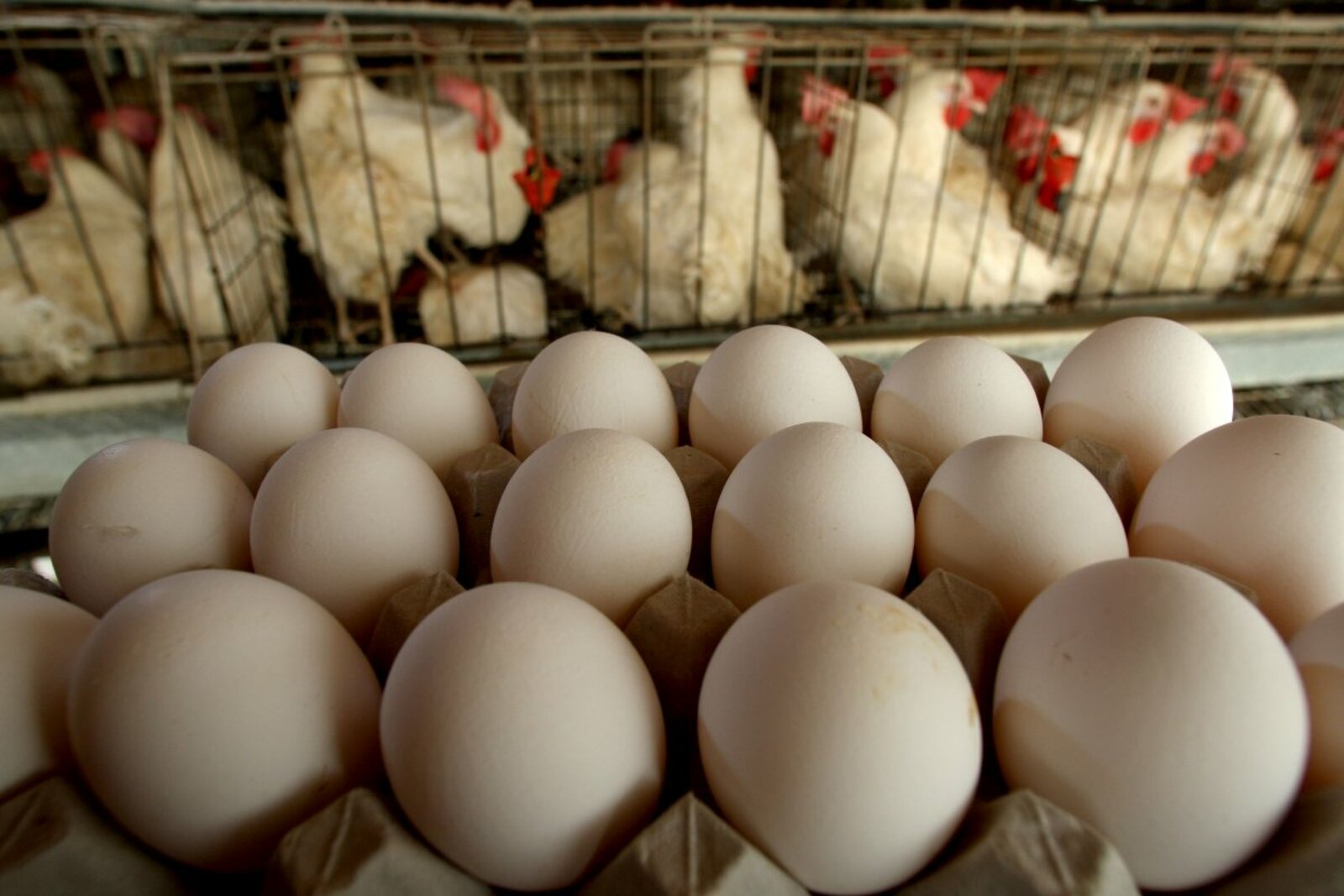 Россия в 2024 году увеличит производство яиц и мяса птицы
