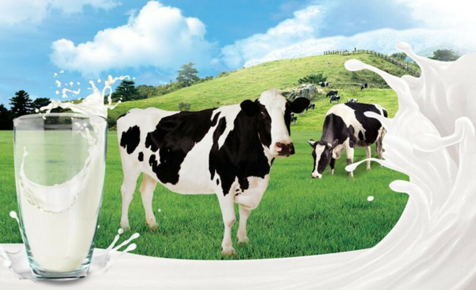 Молочным хозяйствам ежегодно нужны новые мощности на 50 тысяч животных