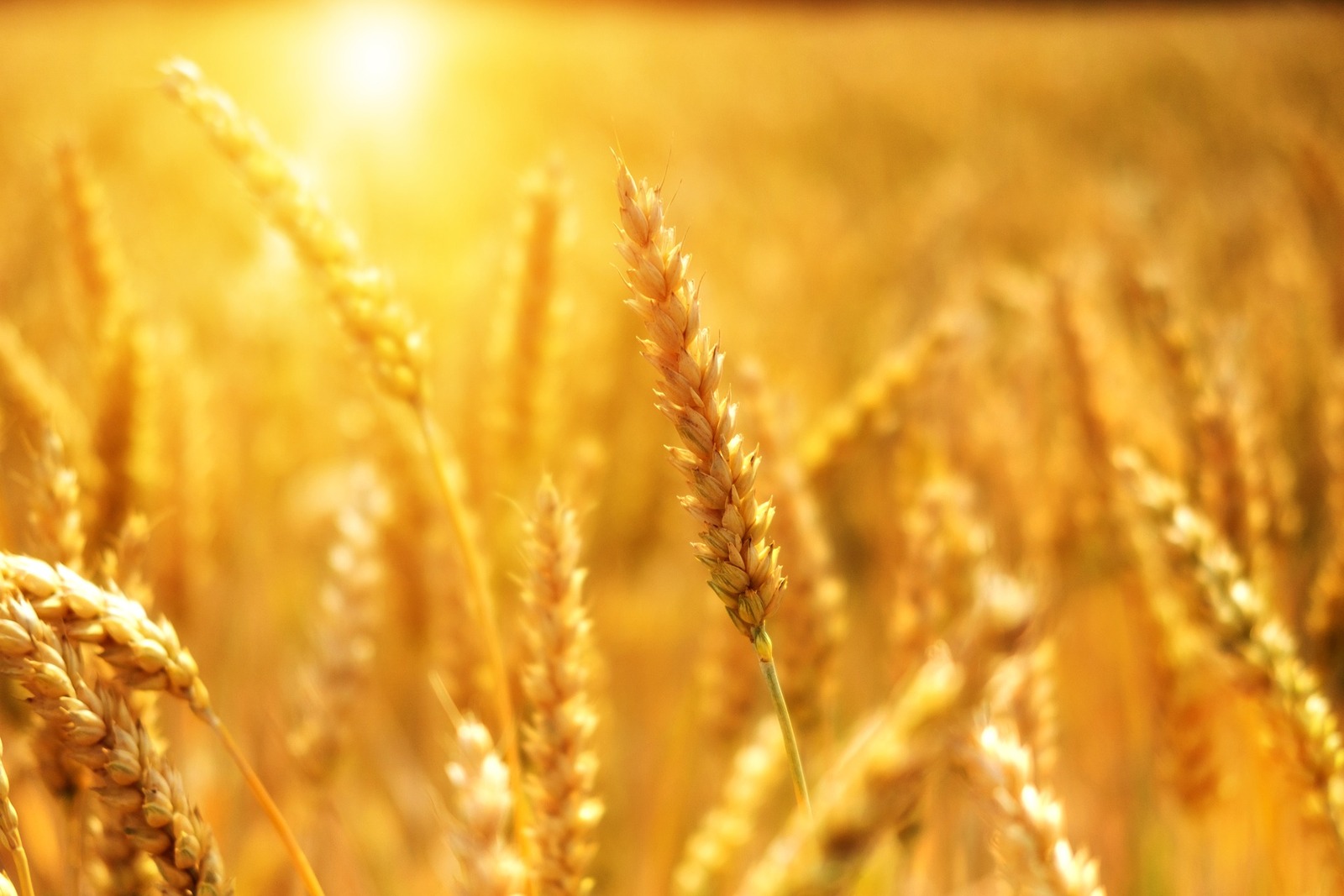 Производителям зерна в регионах правительство направит более 10 миллиардов рублей