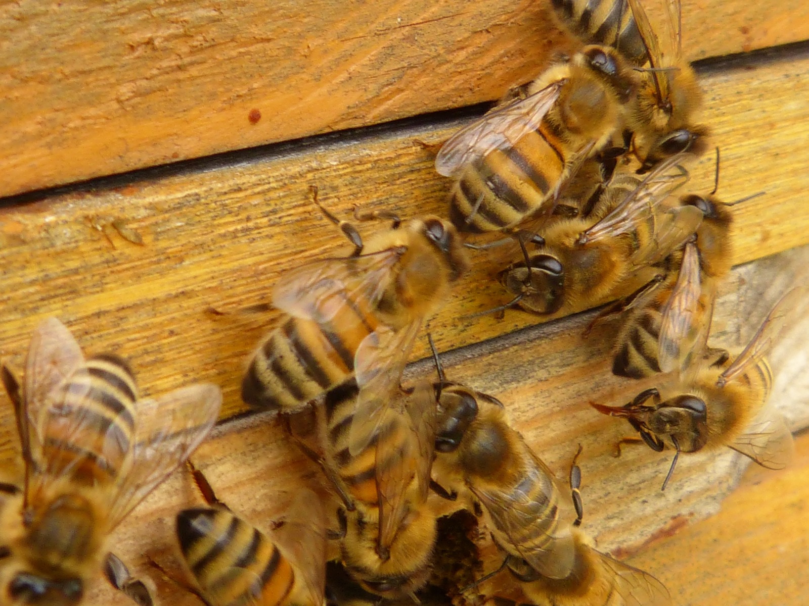 Пчёлы проснулись из зимней спячки в «Башкирии»