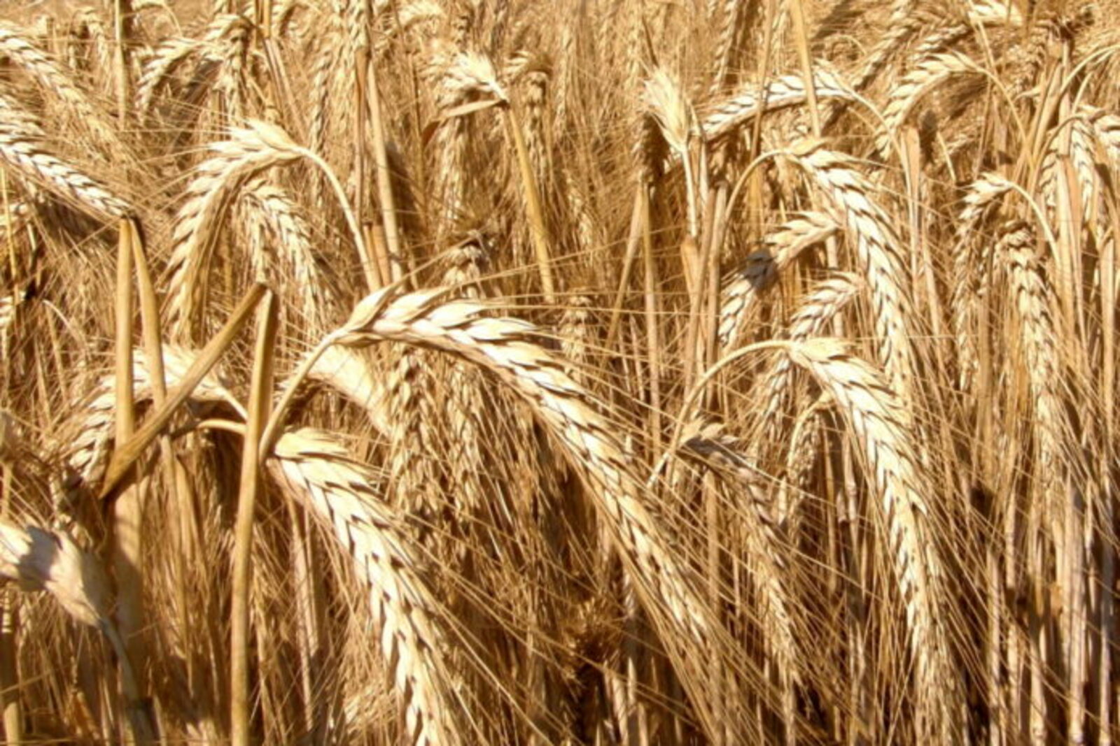 Урожаю зерновых в Европе снова грозит засуха?
