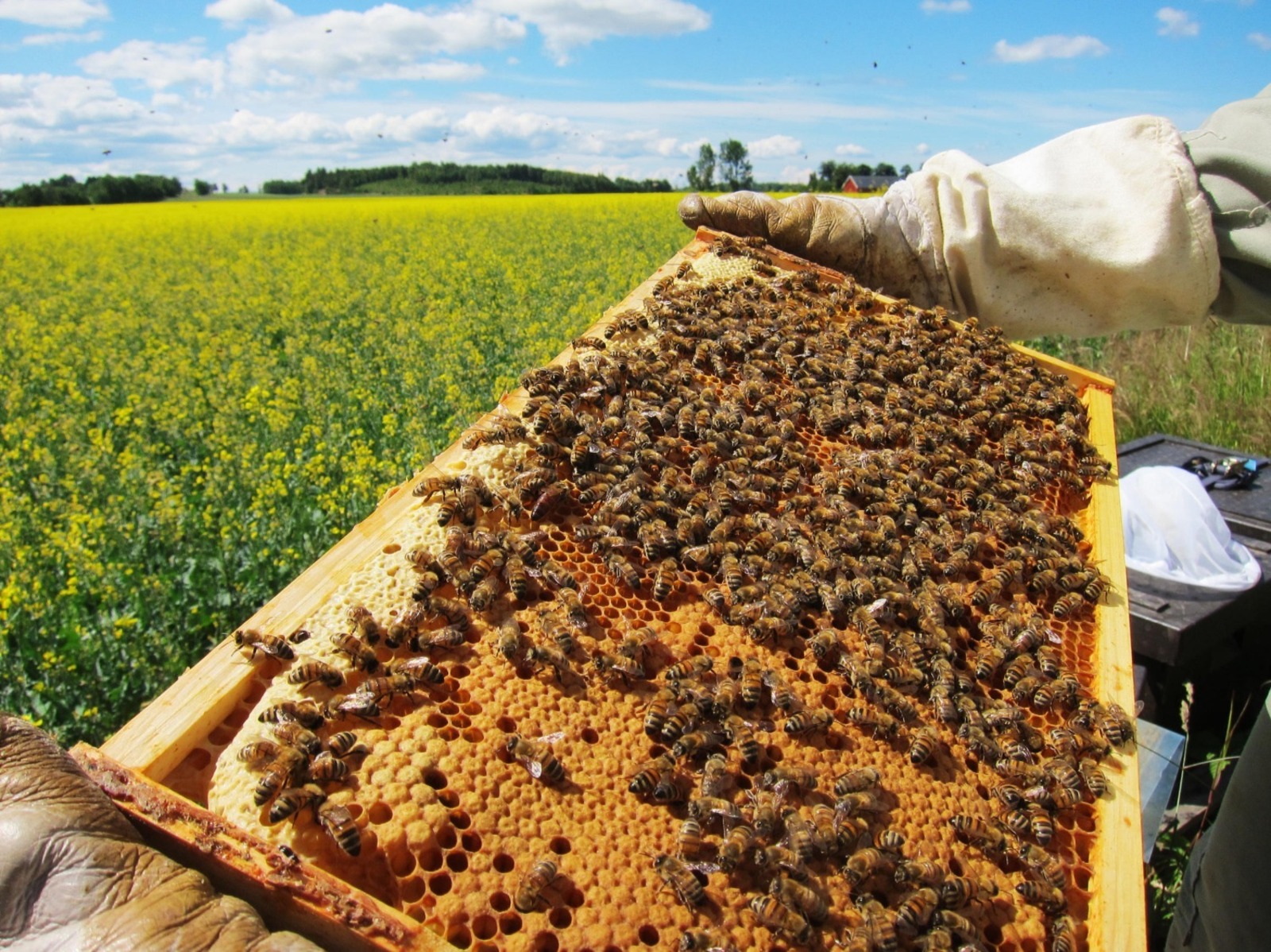 В Башкортостане пчёл законодательно защитят от отравлений химикатами