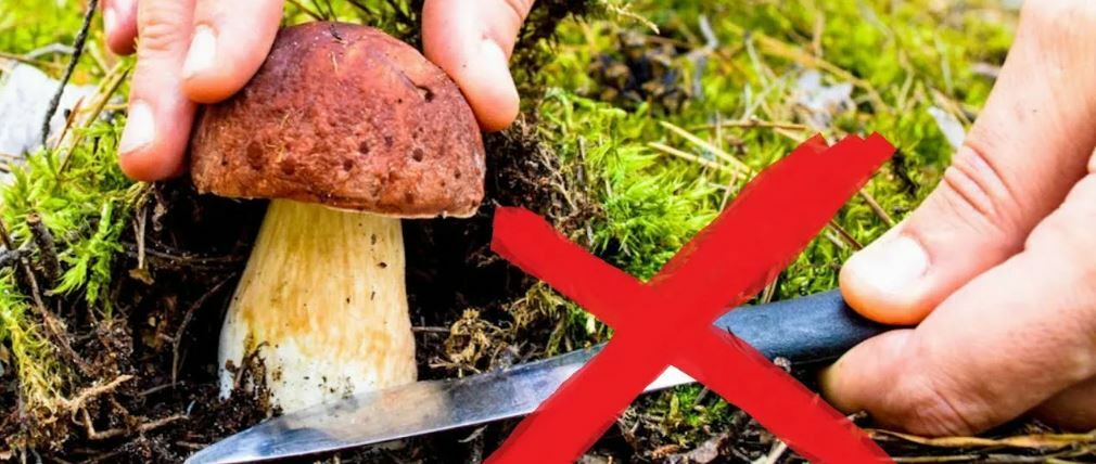 Тихая охота: всё, что нужно знать о сборе грибов