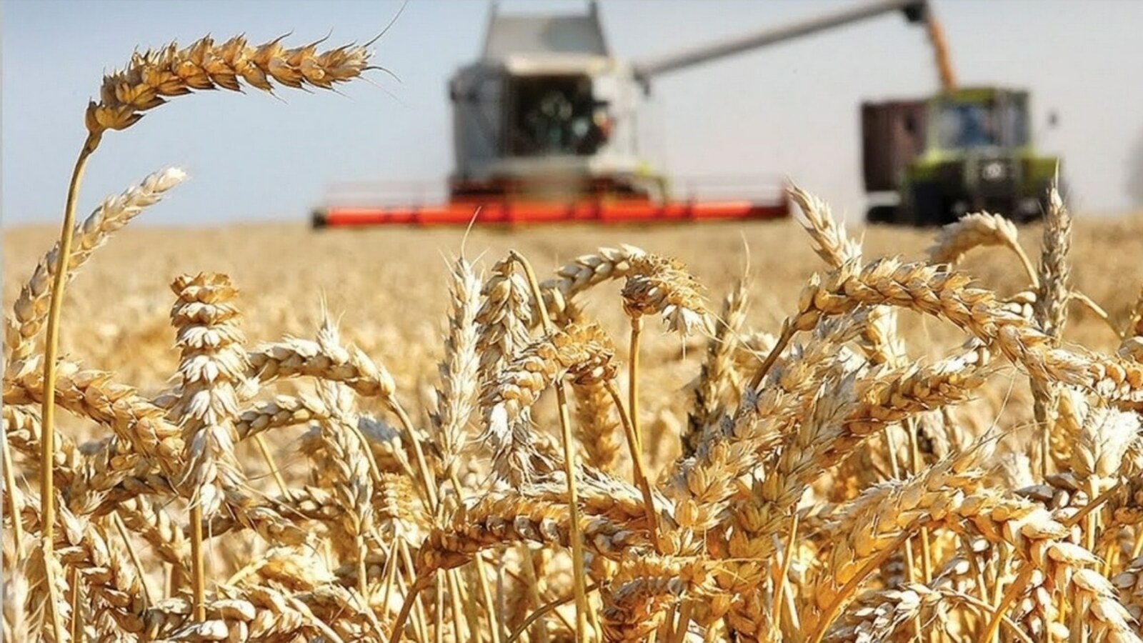 Сбор пшеницы в России в 2021 году составит 77 миллионов тонн