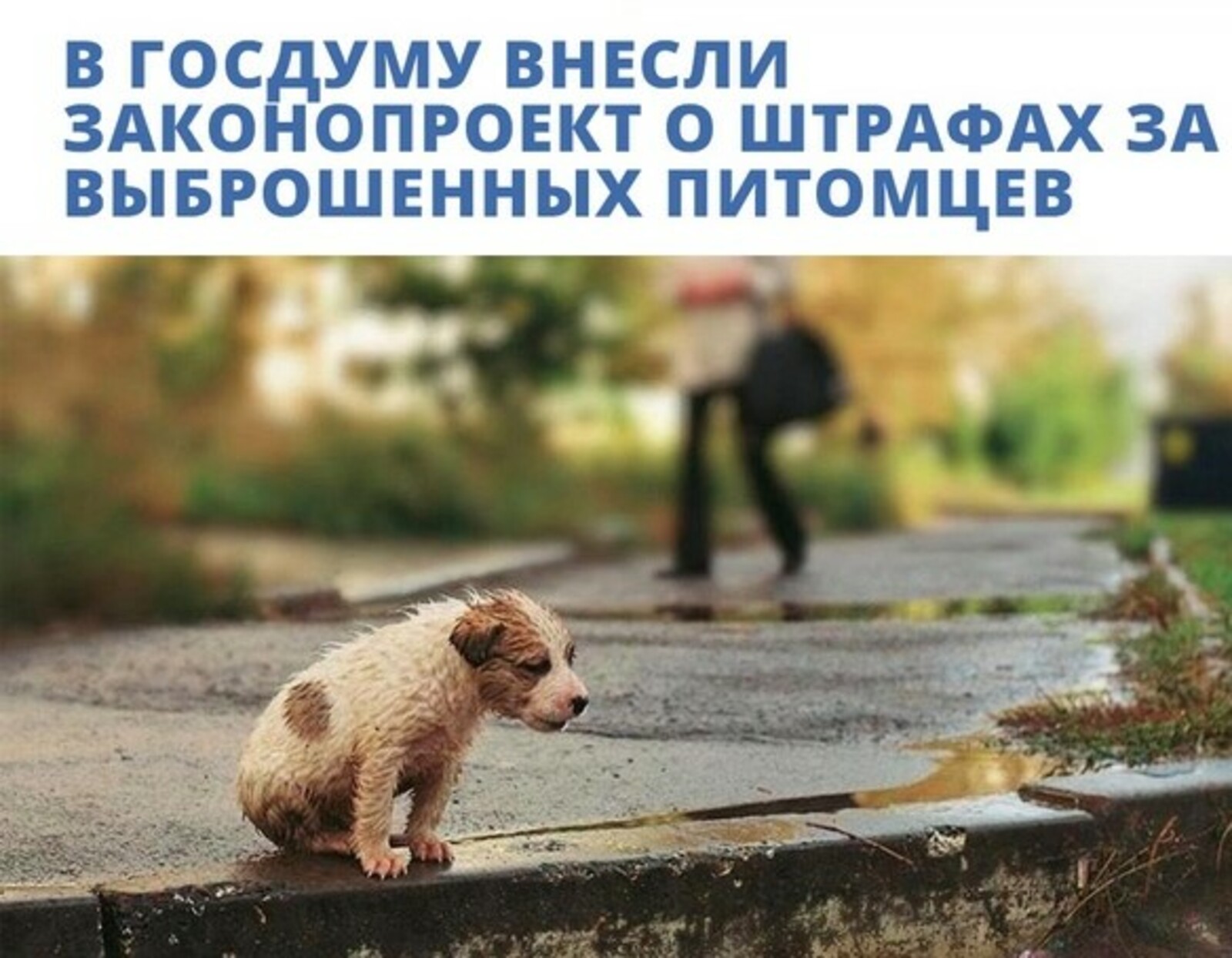 Комитет Госдумы поддержал введение штрафов за выброшенных кошек и собак