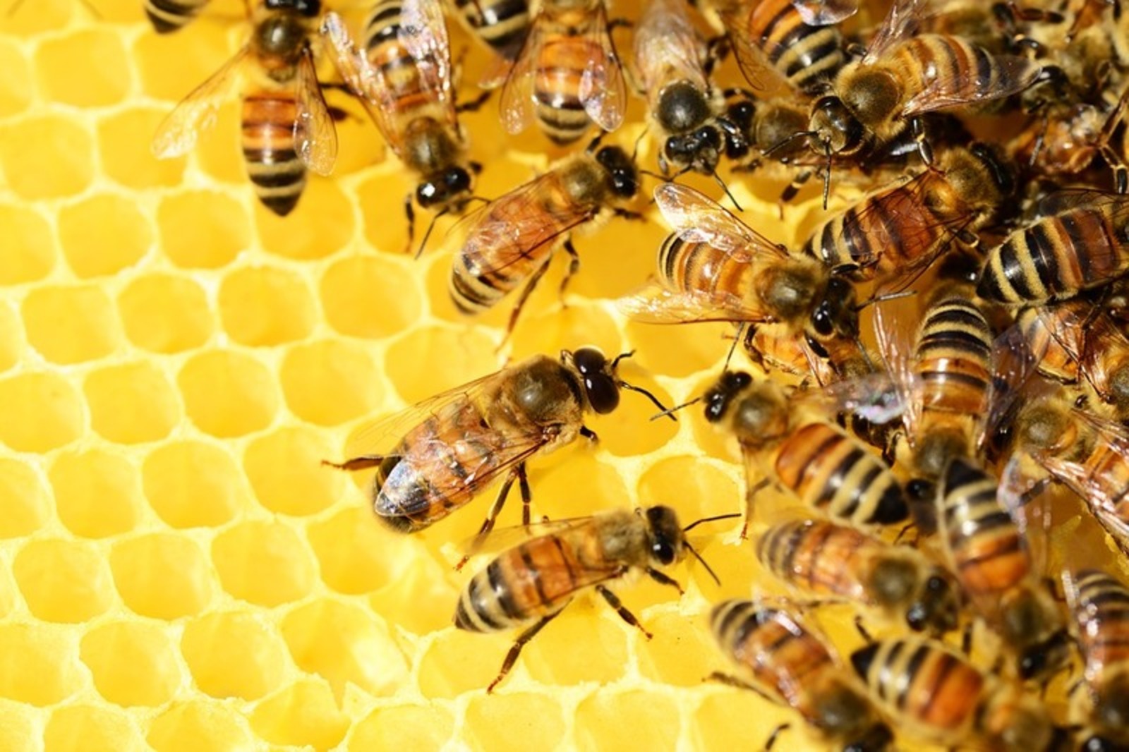 К ввозу в Россию не допущены пчёлы без сертификата из Казахстана