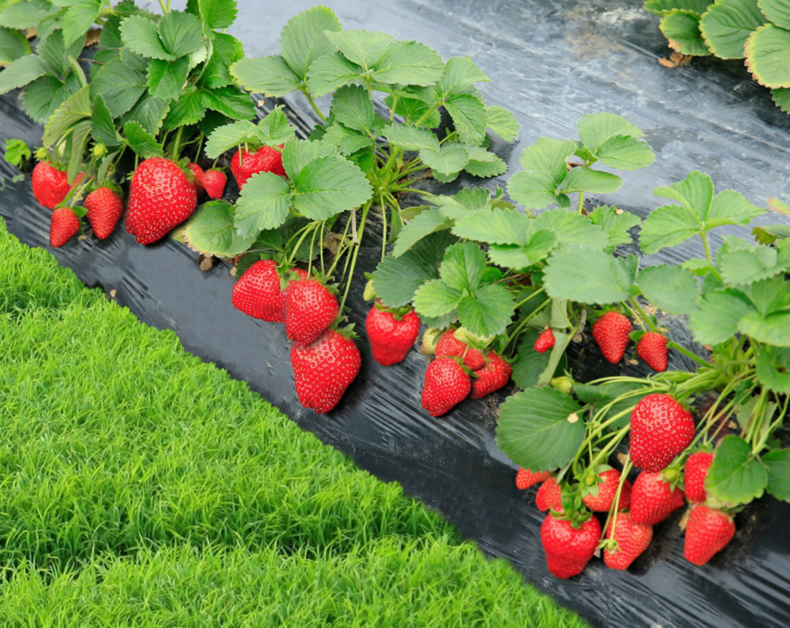 Первое производство рассады садовой землянки открылось в Ингушетии