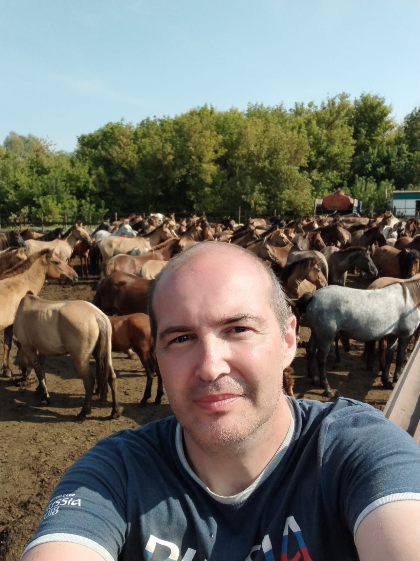 Башкирская порода лошадей переживает настоящее возрождение