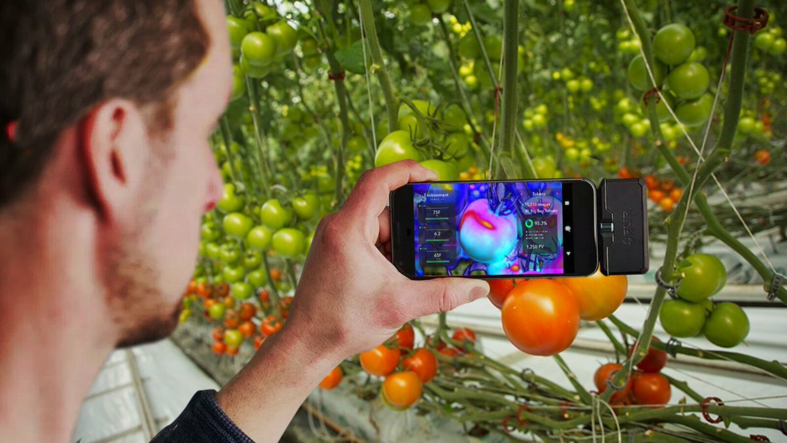 Новое мобильное приложение распознает заболевания растений по фото