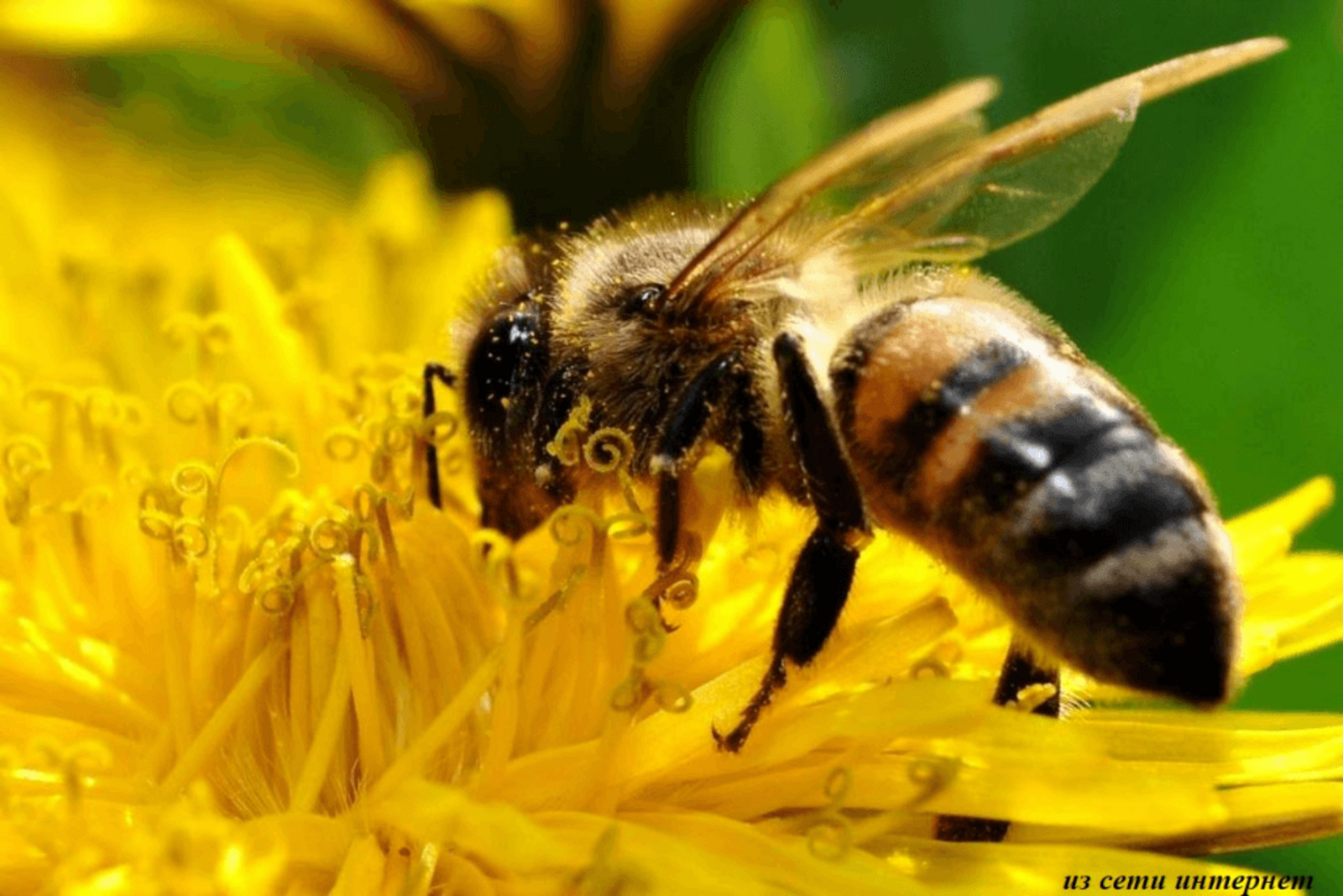 Интересное о пчёлах