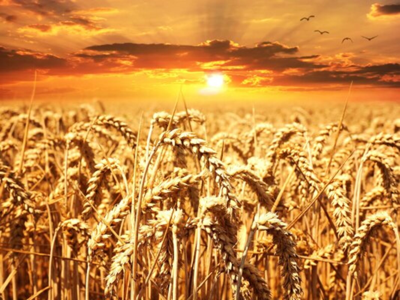 В Египте разработали суперурожайную пшеницу