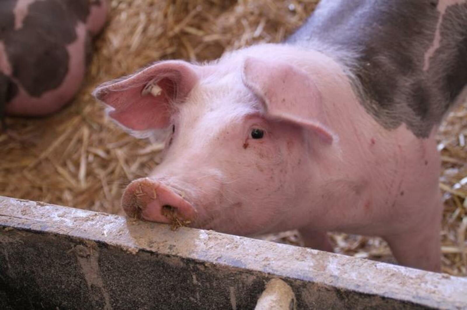 Американские учёные оживили свинью через час после её смерти