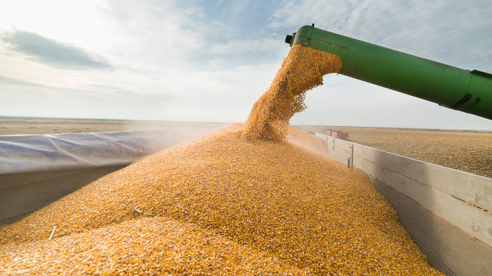 В интервенционный фонд с декабря 2023 года закуплено более 760 тысяч тонн зерна