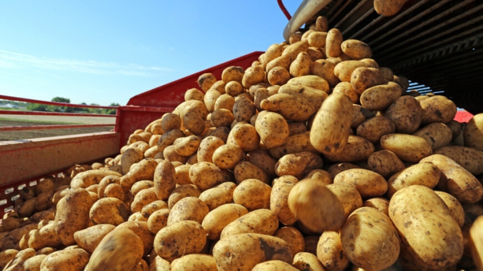 Картофельный союз предложил поднять импортные пошлины на картофель