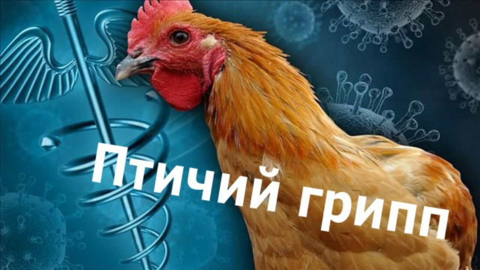 На птицефабрике в Хабаровском крае уничтожили всё поголовье кур