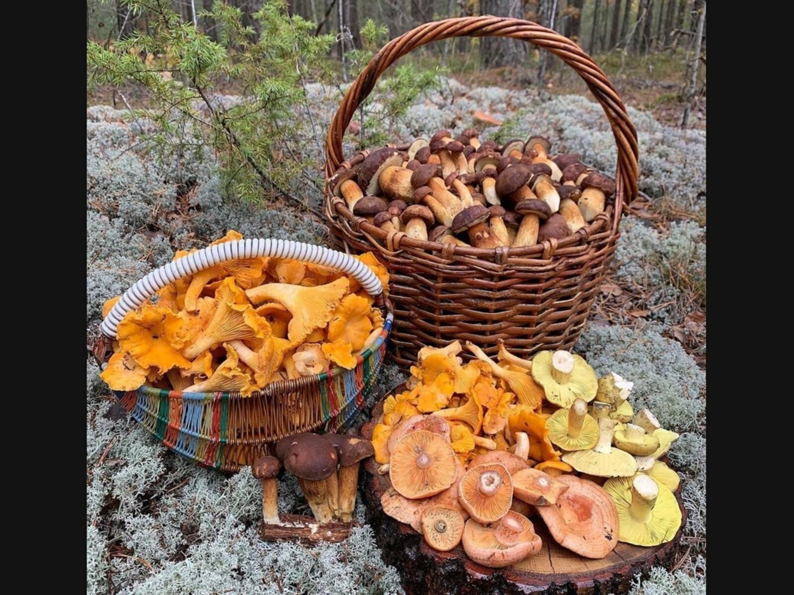 Тихая охота: всё, что нужно знать о сборе грибов