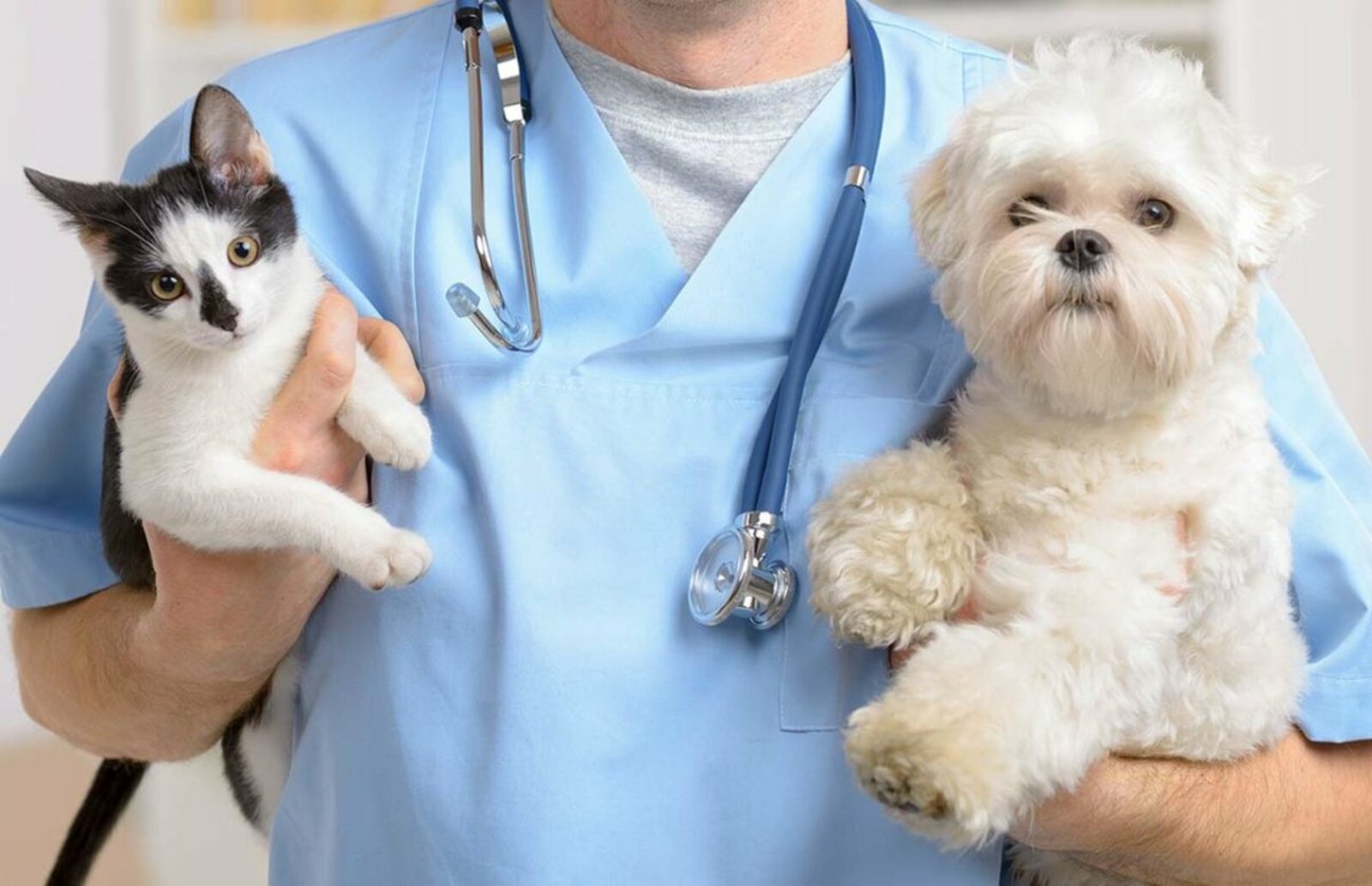 В Уфе началась вакцинация домашних животных от бешенства