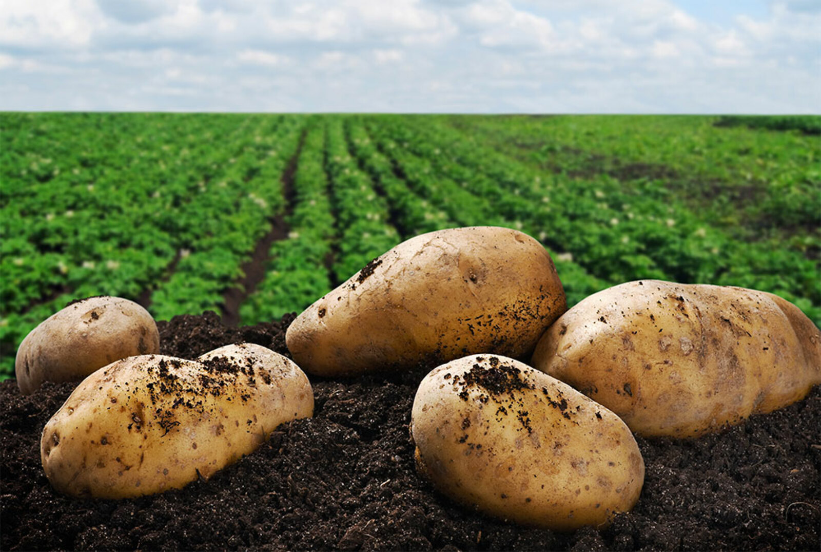Учёные разработали технологию выращивания картофеля, устойчивого к вирусам