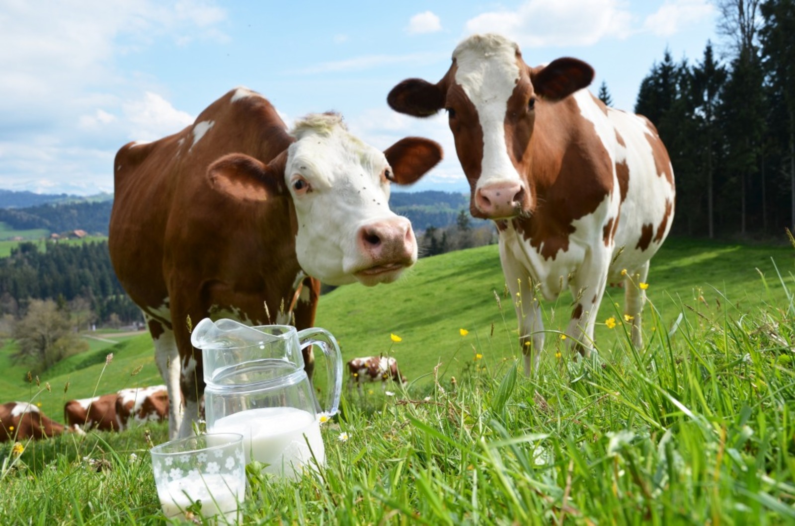 На Кубани появилось стадо коров, дающих легкоусвояемое молоко