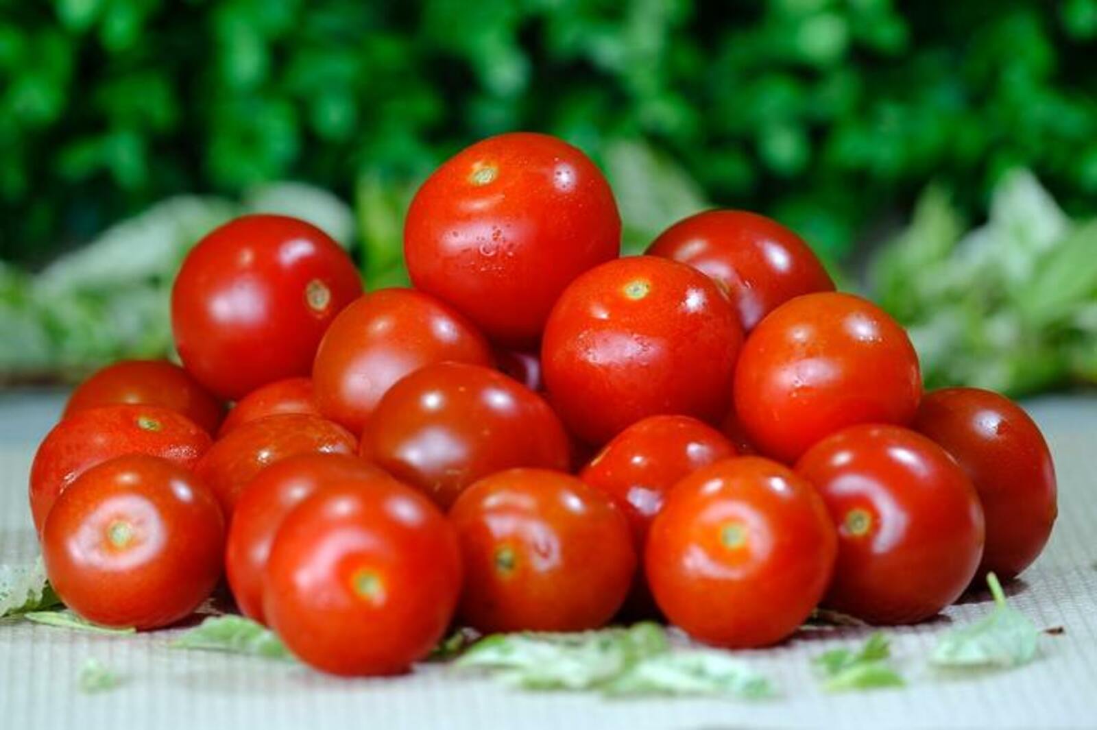 Россия возобновила ввоз азербайджанских томатов