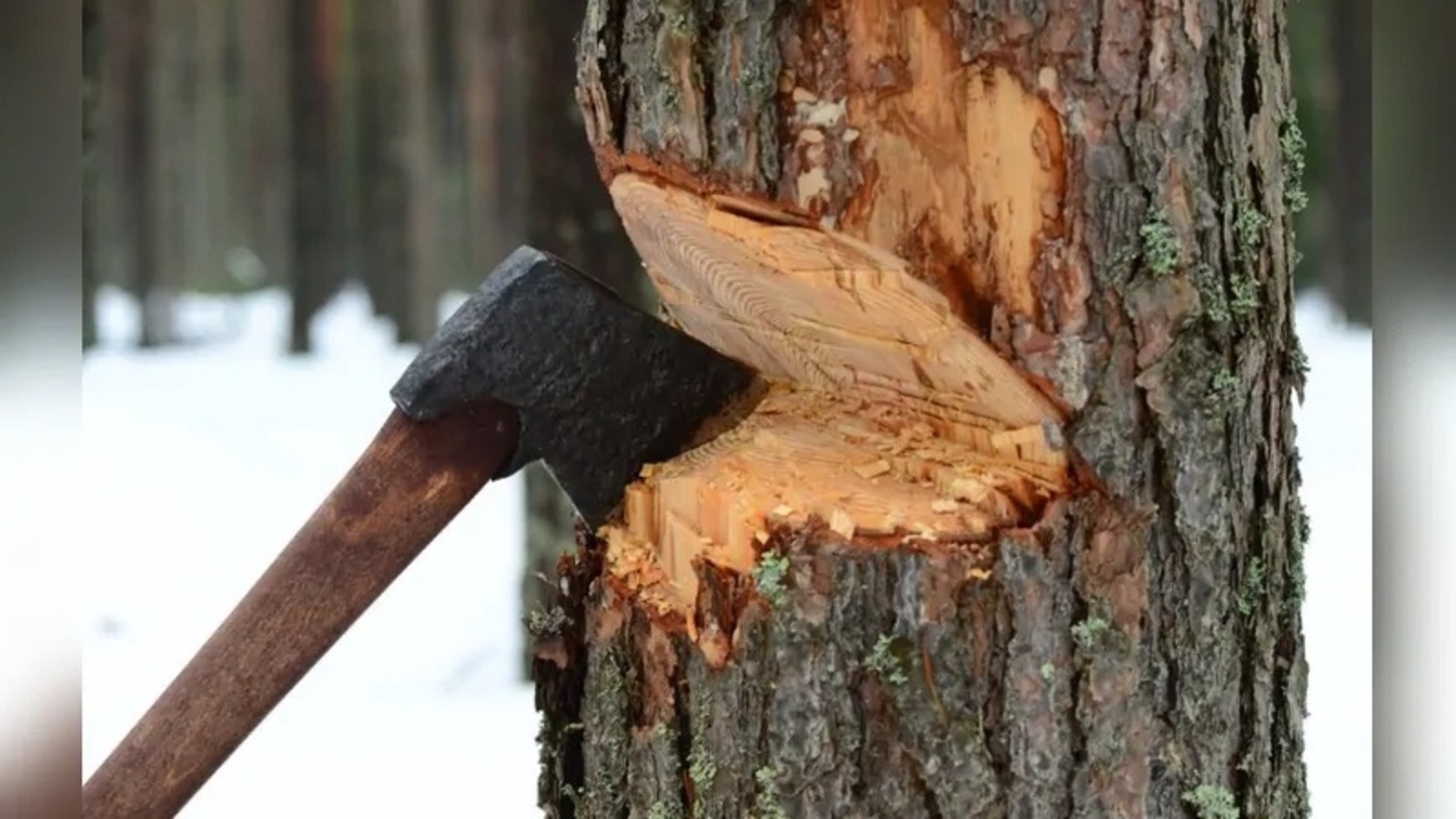 На территории Белорецкого лесничества выявлен факт незаконной рубки деревьев