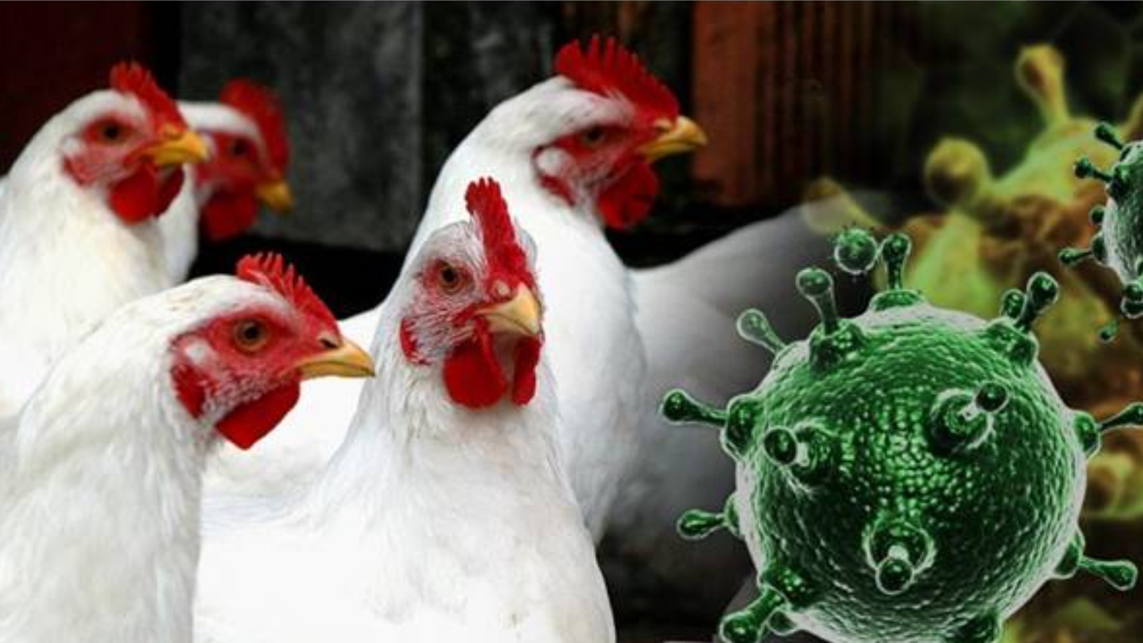 Эпизоотическая ситуация по гриппу птиц в России продолжает ухудшаться