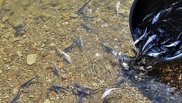 В Павловское водохранилище выпустили мальков стерляди