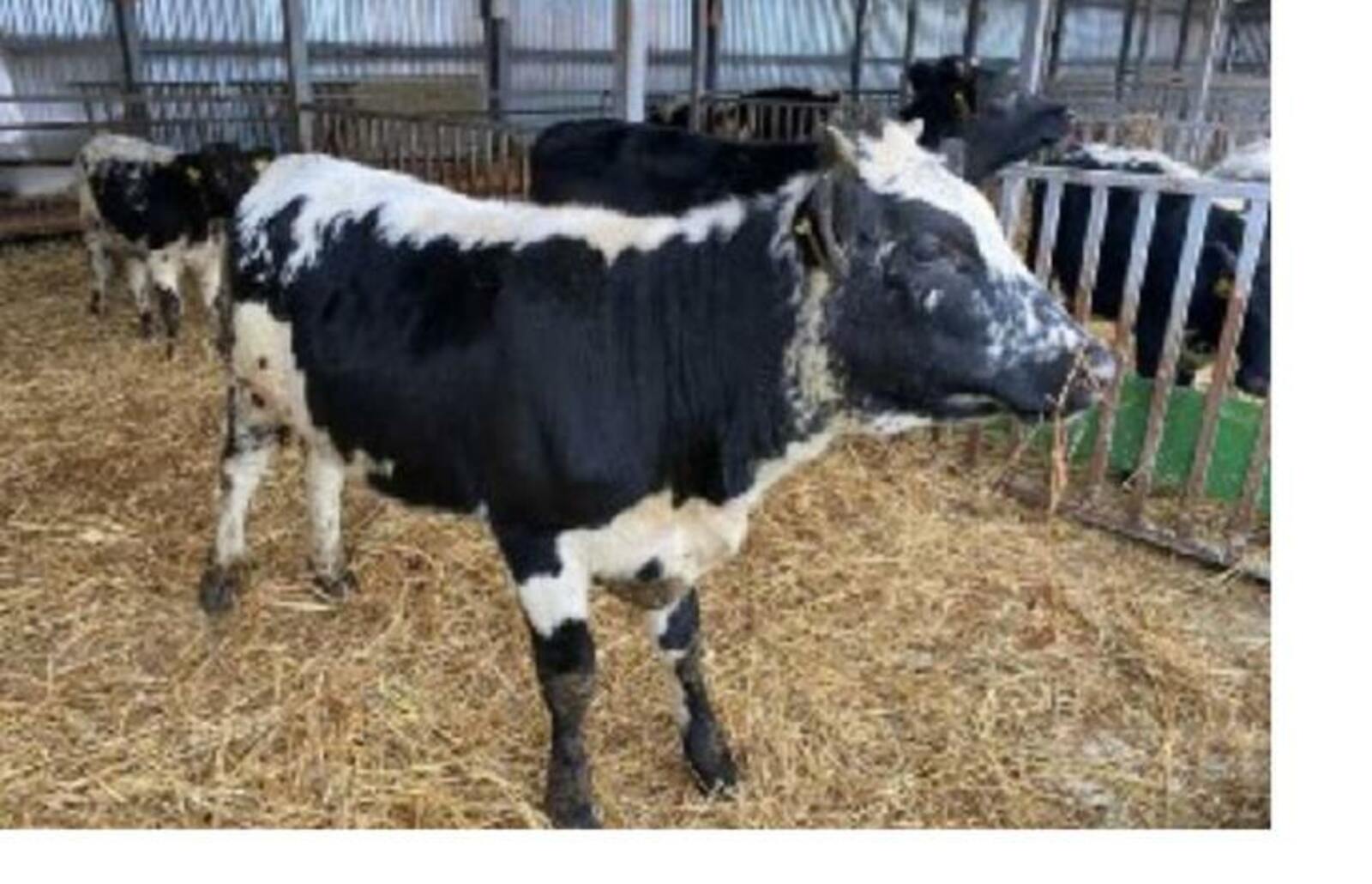 Первое потомство от клонированной коровы ожидают к новому году