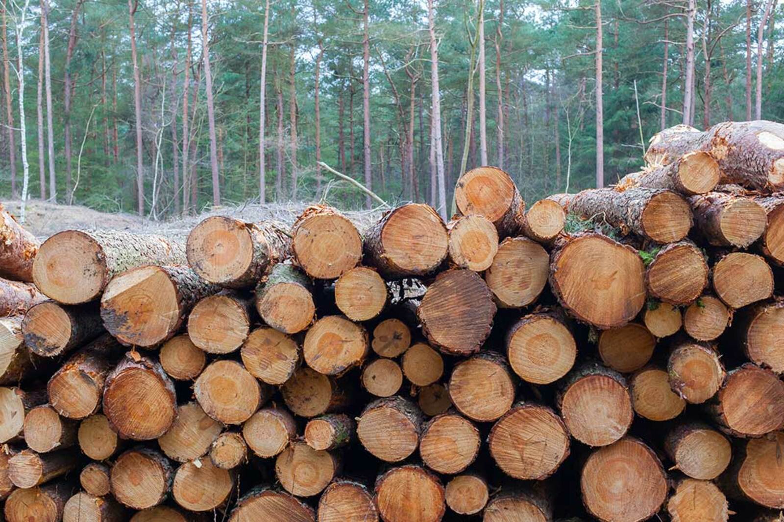 В Башкирии вырубили в 5,6 раза меньше допустимого объёма заготовки леса