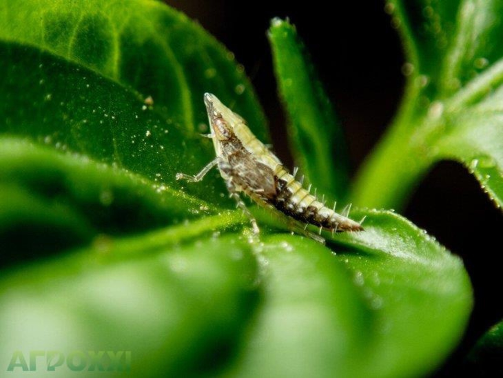 У дикорастущих растений существует стратегия по защите от насекомых-вредителей.