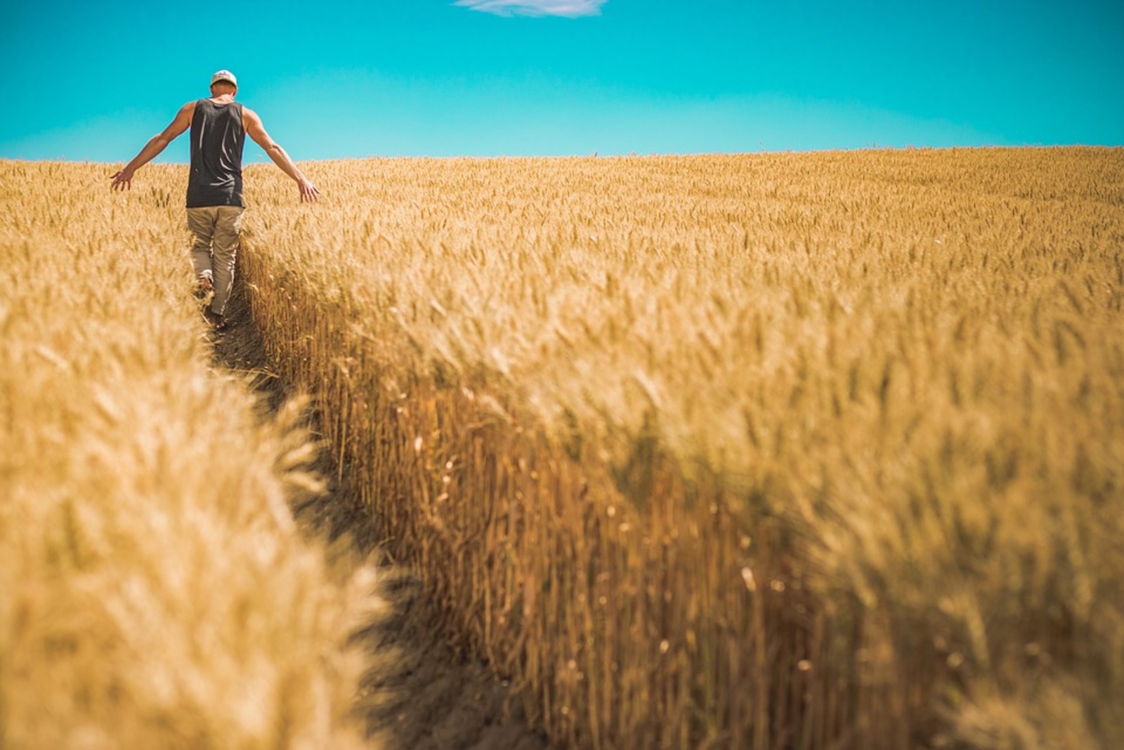 Минсельхоз России введет отдельную квоту на экспорт пшеницы