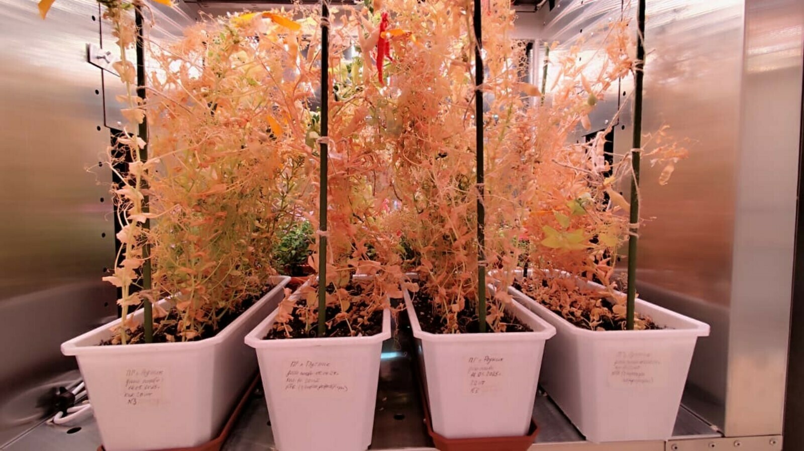 В Межвузовском кампусе успешно завершён эксперимент по гибридизации гороха