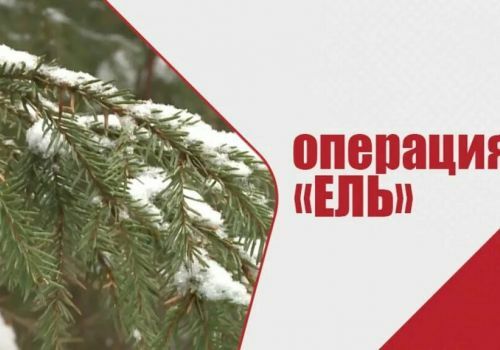 В Башкортостане подвели итоги ежегодной операции «Ель - 2025»